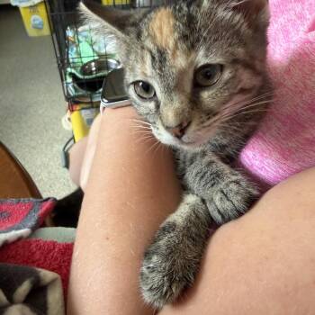 Rayne -  Domestic Short Hair Cat for Adoption in Warren, Ohio - Rayne | PetCurious