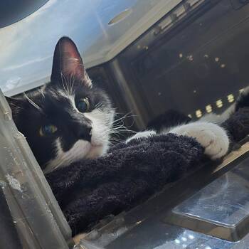 Mama Sugah -  Domestic Short Hair Cat for Adoption in Denver, Colorado - Mama Sugah | PetCurious