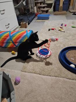Chopin -  Domestic Short Hair Cat for Adoption in Eden Prairie, Minnesota - Chopin | PetCurious