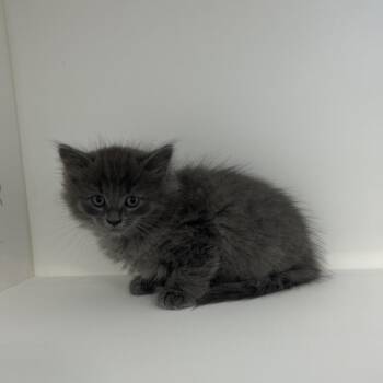 Alarm Clock -  Domestic Long Hair Cat for Adoption in Greensboro, North Carolina - Alarm Clock | PetCurious