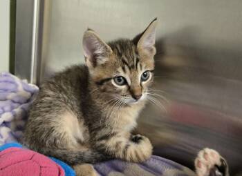 Victor -  Domestic Short Hair Cat for Adoption in Dickson, Tennessee - Victor | PetCurious