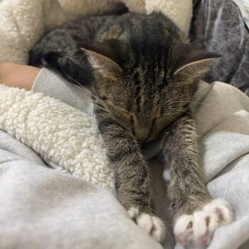 Funnel Cake -  Domestic Short Hair Cat for Adoption in Chicago, Illinois - Funnel Cake | PetCurious