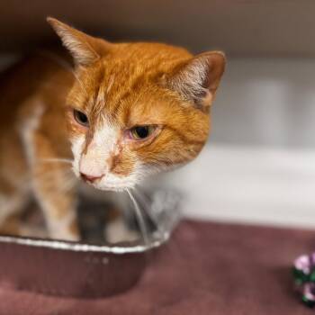 Curtis -  Domestic Short Hair Cat for Adoption in Wheeling, Illinois - Curtis | PetCurious
