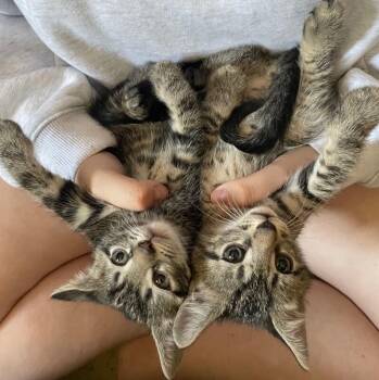 Edmundo -  Domestic Short Hair Cat for Adoption - Edmundo | PetCurious