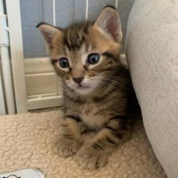 Jersey Mike -  Domestic Short Hair Cat for Adoption in Bentonville, Arkansas - Jersey Mike | PetCurious