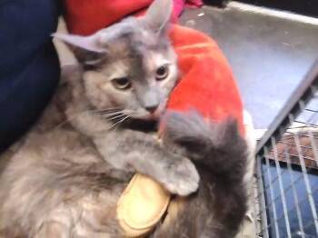 ROMIE -  Domestic Long Hair Cat Available for Adoption in Tulsa, Oklahoma - ROMIE | PetCurious