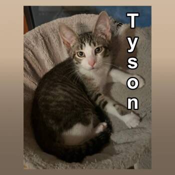 Rescue Domestic Short Hair and Tabby Cats for Adoption in Lenexa, Kansas - Tyson | PetCurious