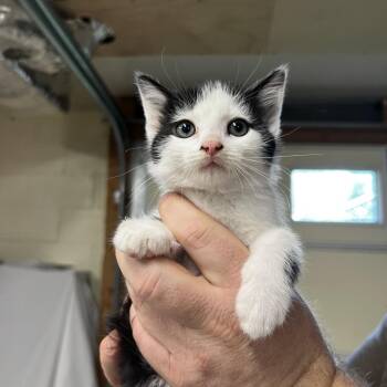 Soy Sauce -  Domestic Short Hair Cat for Adoption in Harrisville, West Virginia - Soy Sauce | PetCurious