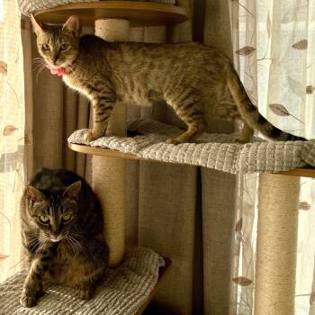 Rescue Domestic Short Hair Cats for Adoption in Los Angeles, California - Willa | PetCurious