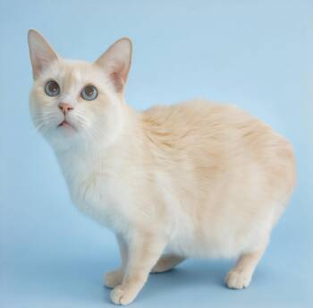 Pandora -  Siamese Cat for Adoption in Los Angeles, California - Pandora | PetCurious