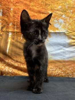 Rescue Domestic Short Hair Cats for Adoption in San Antonio, Texas - Bounce | PetCurious