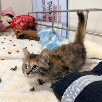 Fern -  Domestic Medium Hair Cat for Adoption in Logan, Ohio - Fern | PetCurious