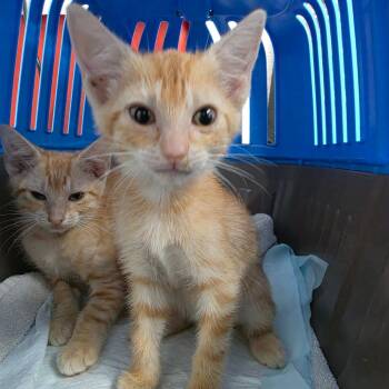 Prophet Of Truth (QP) -  Domestic Short Hair Cat for Adoption in Edinburg, Texas - Prophet Of Truth (QP) | PetCurious