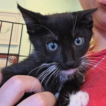 Binnie -  Domestic Short Hair Cat for Adoption in Bel Air, Maryland - Binnie | PetCurious