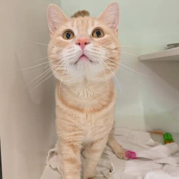 Lightning McQueen -  Domestic Short Hair Cat for Adoption in Oak Park, Illinois - Lightning McQueen | PetCurious
