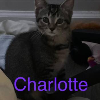 Charlotte 2 -  Domestic Short Hair Cat for Adoption in Cumming, Georgia - Charlotte 2 | PetCurious