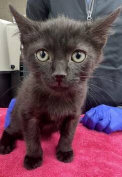 Protractor -  Domestic Short Hair Cat for Adoption in Westland, Michigan - Protractor | PetCurious