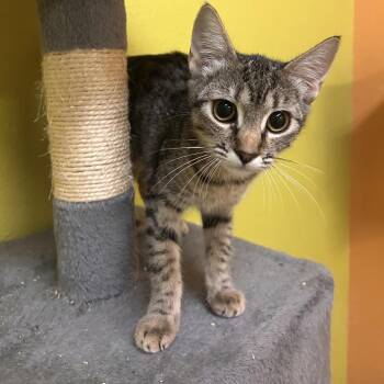 Chestnut -  Domestic Short Hair Cat for Adoption in Fresno, California - Chestnut | PetCurious