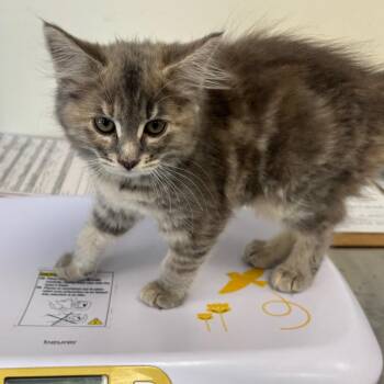 Zuma -  Domestic Long Hair and Domestic Short Hair Cat for Adoption in New York, New York - Zuma | PetCurious