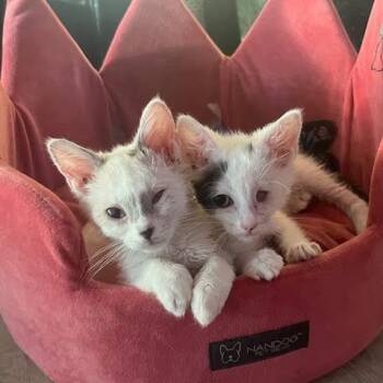 Rescue Domestic Short Hair Cats for Adoption in Hudson, New York - Chica | PetCurious