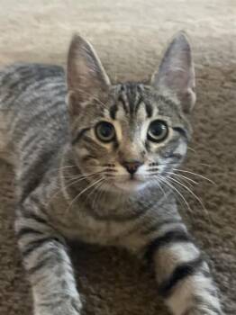 TINY -  Domestic Short Hair Cat for Adoption in Camarillo, California - TINY | PetCurious