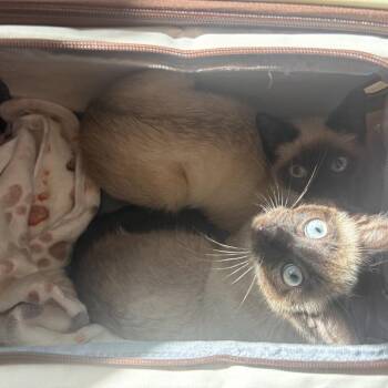 Siamese and Domestic Short Hair Cats Available for Adoption in Silver Spring, Maryland - Felix | PetCurious