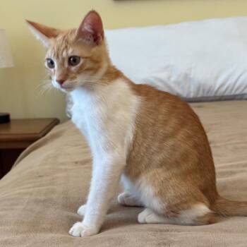 Henry -  Domestic Short Hair Cat for Adoption in Los Angeles, California - Henry | PetCurious