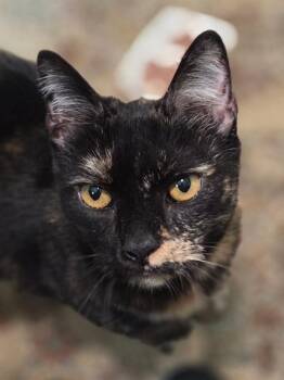 Domestic Short Hair Cats Available for Adoption in Blountville, Tennessee - Daphne | PetCurious