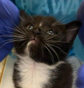 Opal -  Domestic Short Hair Cat for Adoption in Raleigh, North Carolina - Opal | PetCurious