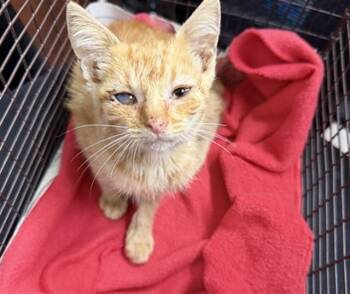 TULIP -  Domestic Short Hair Cat for Adoption in San Bernardino, California - TULIP | PetCurious