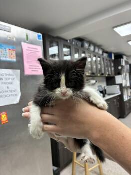 Mackenzie -  Domestic Long Hair Cat for Adoption in Marietta, Georgia - Mackenzie | PetCurious