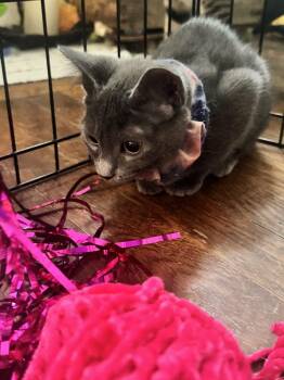 Aster -  Domestic Short Hair Cat Available for Adoption in Wilmington, North Carolina - Aster | PetCurious