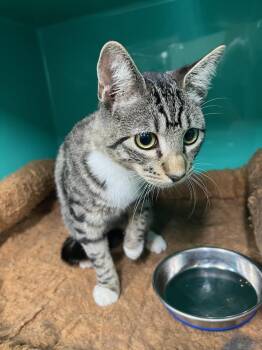 Rescue Domestic Short Hair Cats for Adoption in Fairbanks, Alaska - Loki | PetCurious