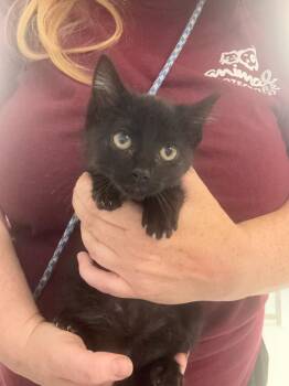 Natasha -  Domestic Short Hair Cat for Adoption in New Kensington, Pennsylvania - Natasha | PetCurious
