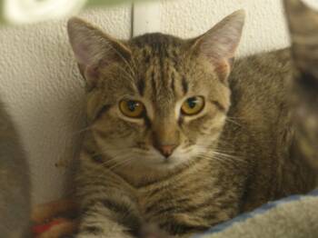 Bess -  Domestic Short Hair Cat for Adoption in Ogdensburg, New York - Bess | PetCurious