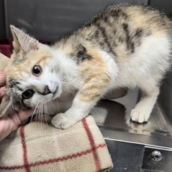 Mindy -  Domestic Short Hair Cat for Adoption in Potomac, Maryland - Mindy | PetCurious