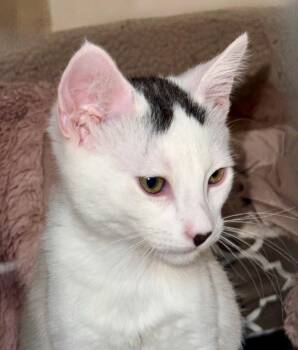 Strudel -  Domestic Short Hair Cat for Adoption in Alameda, California - Strudel | PetCurious