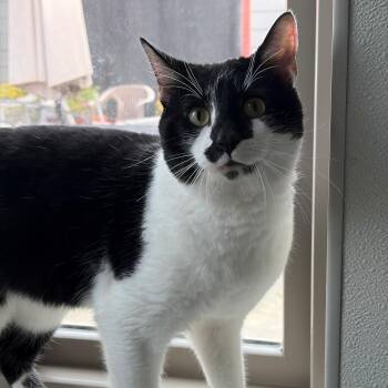 Domestic Short Hair Cats Available for Adoption - Domino | PetCurious