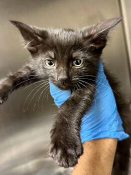 Theodore -  Domestic Short Hair Cat for Adoption in Wichita, Kansas - Theodore | PetCurious