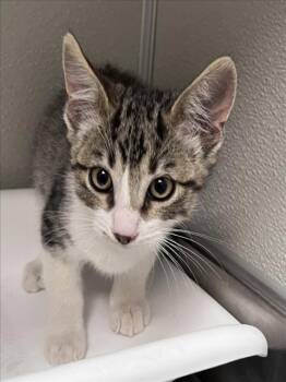 Rescue Domestic Short Hair Cats for Adoption in Tracy, California - VULPIX | PetCurious