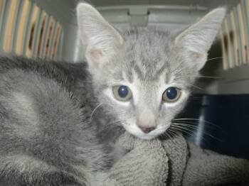 A383987 -  Domestic Short Hair Cat for Adoption in Ocala, Florida - A383987 | PetCurious