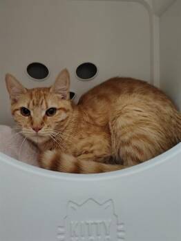 CADENCE -  Domestic Short Hair Cat for Adoption in Leesburg, Virginia - CADENCE | PetCurious