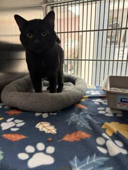 Onyx -  Domestic Short Hair Cat for Adoption in Allen, Texas - Onyx | PetCurious
