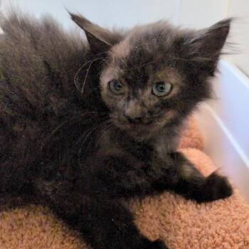 Shark -  Domestic Medium Hair Cat for Adoption in Reno, Nevada - Shark | PetCurious