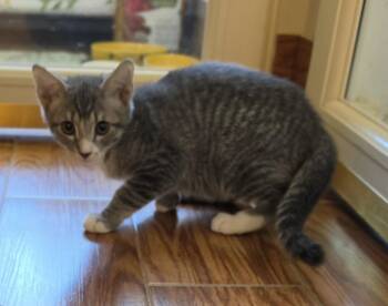 Nick Wilde -  Domestic Short Hair Cat for Adoption in Evergreen, Colorado - Nick Wilde | PetCurious