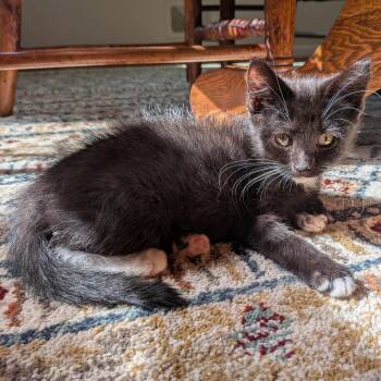 Pepper -  Tuxedo Cat for Adoption in Honeoye, New York - Pepper | PetCurious