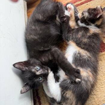 Vixen -  Domestic Short Hair Cat for Adoption in Silver Spring, Maryland - Vixen | PetCurious