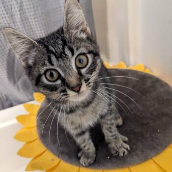 Crystal -  Tabby and Maine Coon Cat for Adoption in Newark, New Jersey - Crystal | PetCurious