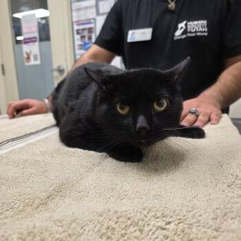 Rescue Domestic Short Hair Cats for Adoption in Murray, Utah - Spooky | PetCurious