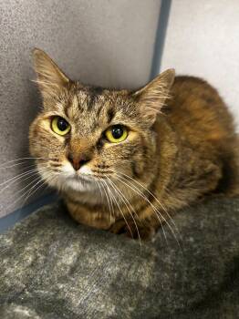 Bernie -  Domestic Medium Hair Cat for Adoption in Raleigh, North Carolina - Bernie | PetCurious